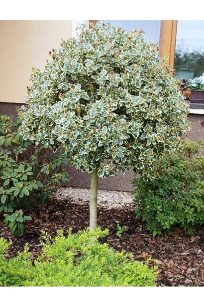 Падуб Argentea Marginata на штамбі